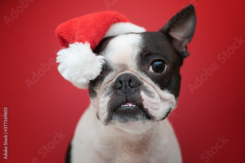 Fototapeta Naklejka Na Ścianę i Meble -  Portrait of a Boston Terrier dog in a new year's red Santa Claus hat on a red background in the Studio.  Creative. The concept of Christmas and holidays.