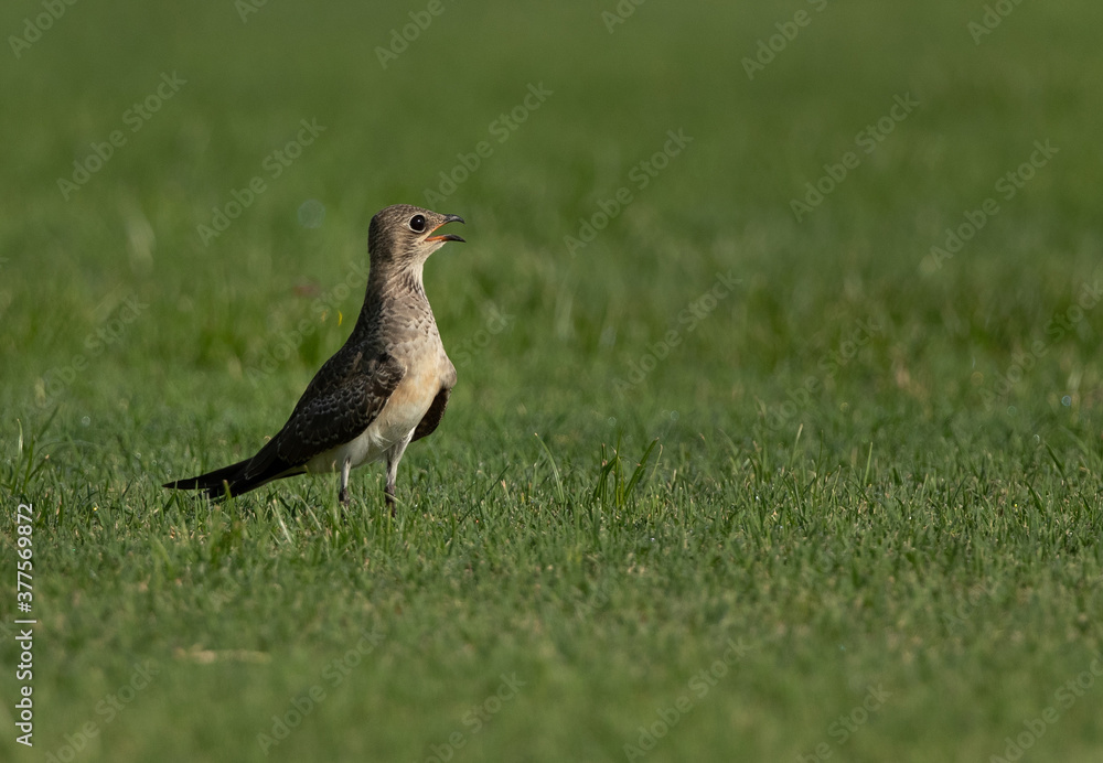 Portrait of a Collard pratincole on green, Bahrain Portrait of a Collard pratincole on green, Bahrain