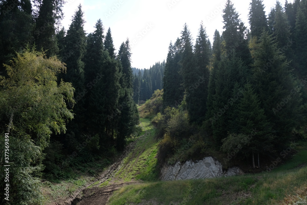 Trees, shrubs and Tien Shan firs grow on the slopes in a mountainous area near Almaty. Trees, shrubs and Tien Shan firs grow on the slopes in a mountainous area near Almaty.