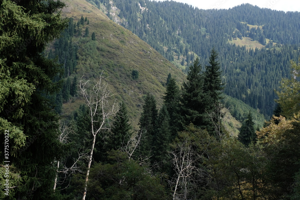 Trees, shrubs and Tien Shan firs grow on the slopes in a mountainous area near Almaty.