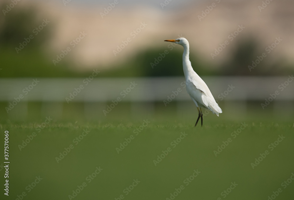 Cattle Egret on green grass Cattle Egret on green grass