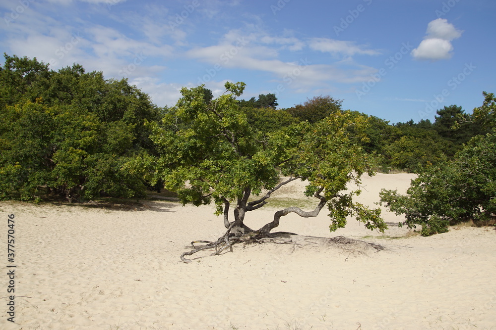 Small oaks in the sand dunes near the village of Bergen. Called: Drie Banken, Russengat. Netherlands, September Small oaks in the sand dunes near the village of Bergen. Called: Drie Banken, Russengat. Netherlands, September