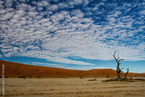 Dead trees with a beautiful cloudy sky in Dead Vlei in Sossusvlei, part of the Namib-Naukluft National Park  - Namibia © henk bogaard