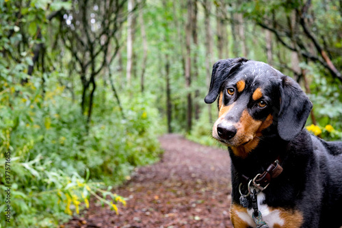 Dog in the forest