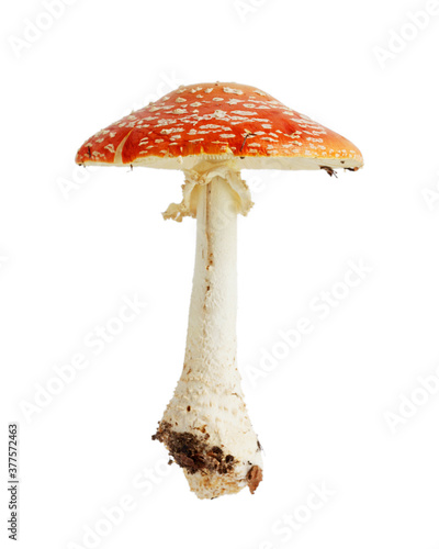 Mushroom fly agaric isolated on a white background