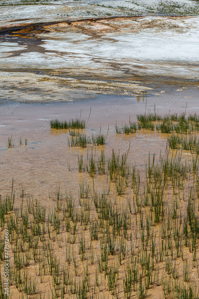 Upper Geyser Basin, Yellowstone National Park Upper Geyser Basin, Yellowstone National Park