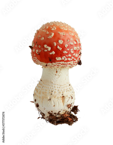 Mushroom fly agaric (Amanita muscaria) isolated on a white background, selective focus