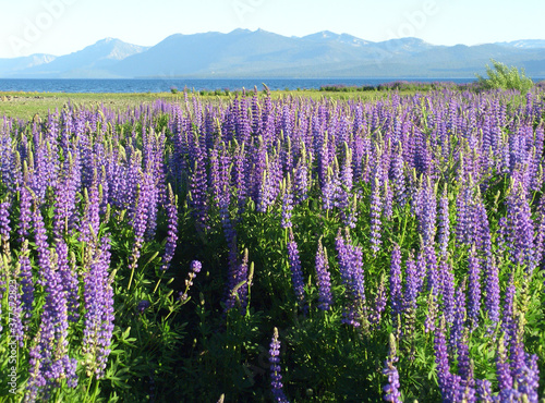 purple lupin field by the shore of Lake Tahoe  CA  USA