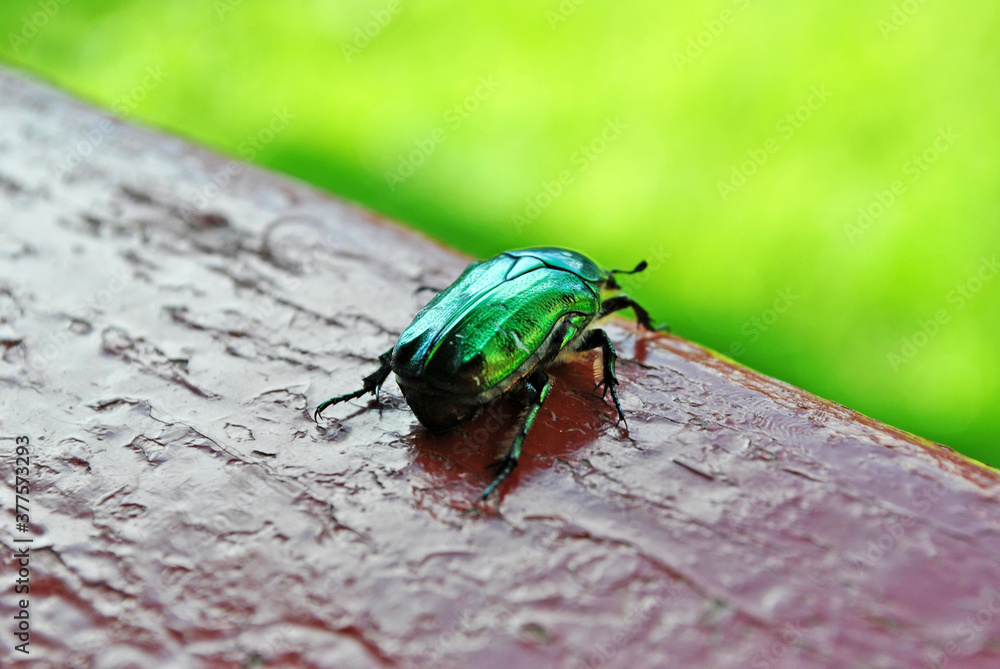 Green bug on the edge of the railing Green bug on the edge of the railing