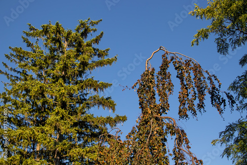 Spruce Tree and Weeping Copper Beech