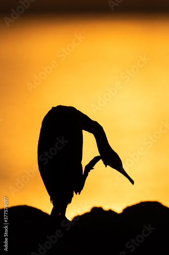 Fototapeta Naklejka Na Ścianę i Meble -  Silhouette of a Socotra cormorant preening in the morning at Busaiteen coast of Bahrain