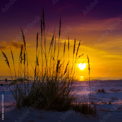 Siesta Silhouette - sunset silhouette of marsh grass on the beach in Florida