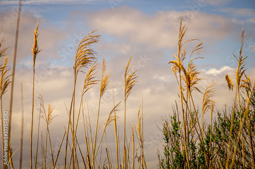 Wheat-like grasses against a cloudy blue sky in golden hour sunlight