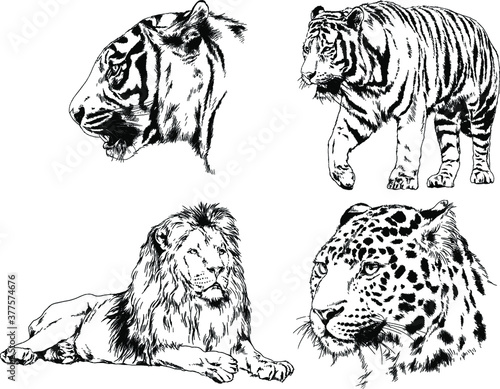 vector drawings sketches different predator   tigers lions cheetahs and leopards are drawn in ink by hand   objects with no background