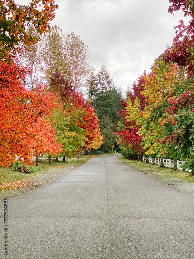 Naklejka premium autumn in the park