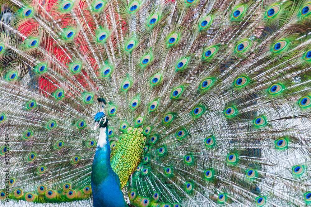 Obraz premium Opened tail of peacock as colorful beautiful background