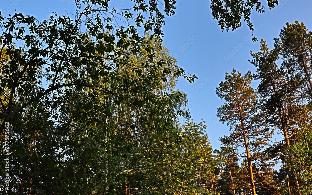 Obraz premium tree in the sky