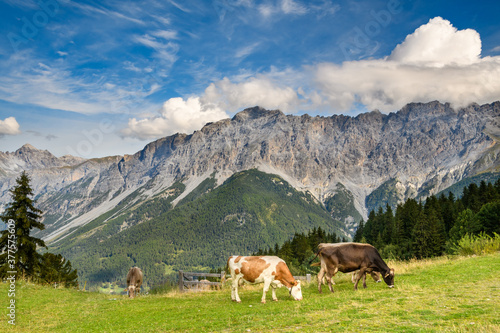 mucche al pascolo 01 - sulle cime delle Alpi, in Valtellina
