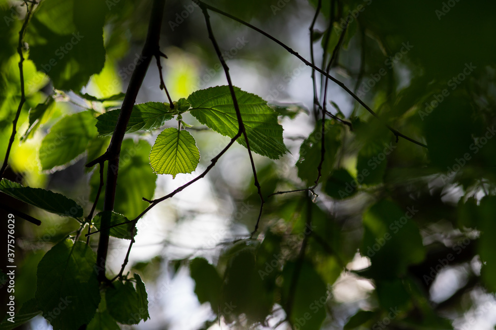 Close-up of backlight leaves on an awakening hazelnut tree in spring with soft colors and blurry background Close-up of backlight leaves on an awakening hazelnut tree in spring with soft colors and blurry background
