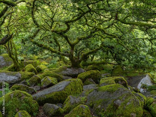 Twisted  gnarled dwarf oak trees growing among rocks in a mossy wood