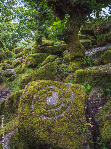 Twisted, gnarled dwarf oak trees growing among rocks in a mossy wood