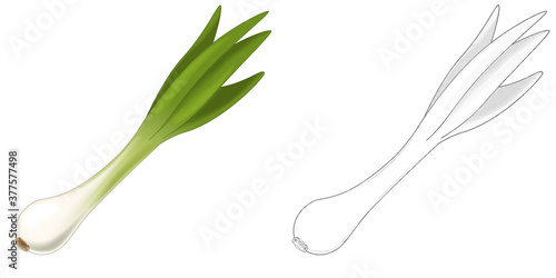 cartoon sketch scene vegetable looking onion illustration