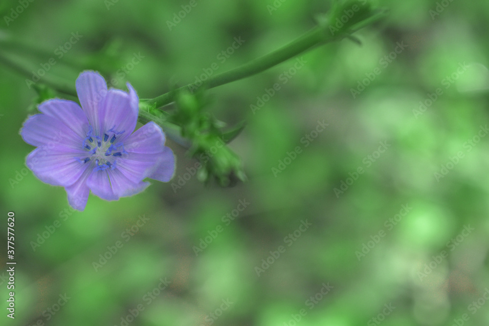 Obraz premium flower in the garden