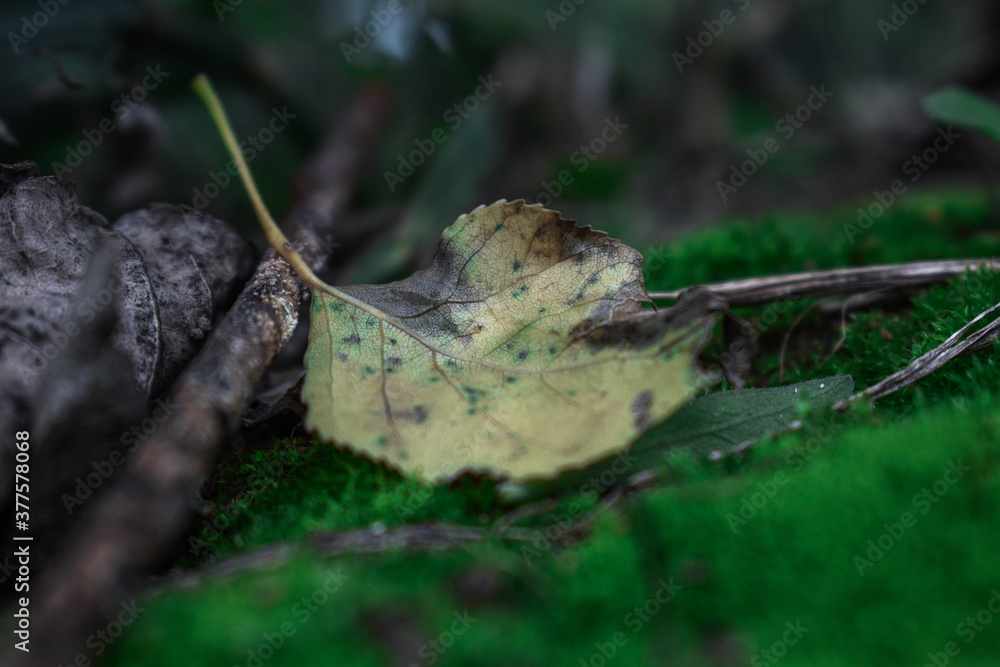 Fototapeta premium leaf in the woods