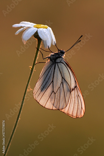 The butterfly Aporia crataegi butterflyrus covered with dew sits on a summer morning among the flowers of the daisy photo