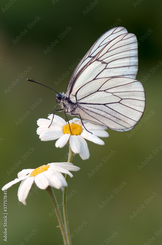 The butterfly Aporia crataegi butterflyrus covered with dew sits on a summer morning on a daisy flower The butterfly Aporia crataegi butterflyrus covered with dew sits on a summer morning on a daisy flower