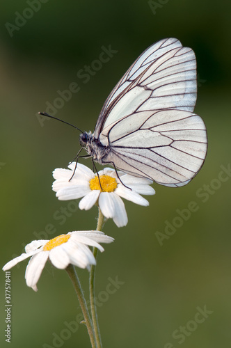 The butterfly Aporia crataegi butterflyrus covered with dew sits on a summer morning on a daisy flower