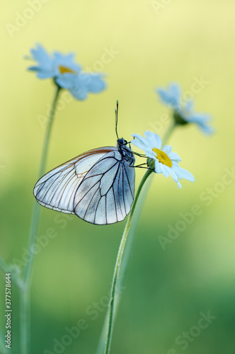 Tableau sur toile The butterfly Aporia crataegi butterflyrus covered with dew sits on a summer mor