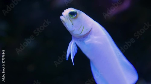 Close up small Yellowhead Jawfish floating vertically photo