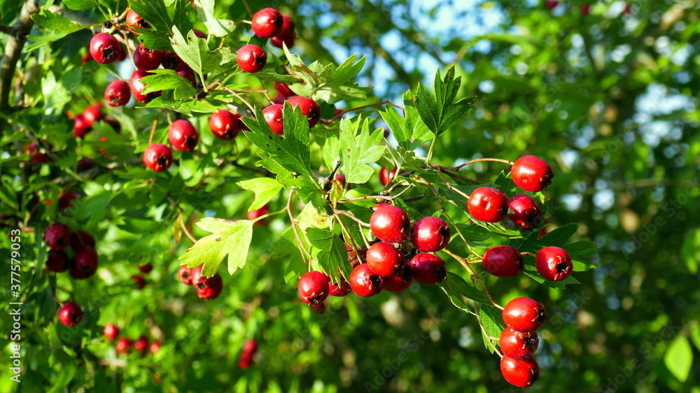 Baum in der Natur mit kleinen roten Früchten im Herbst