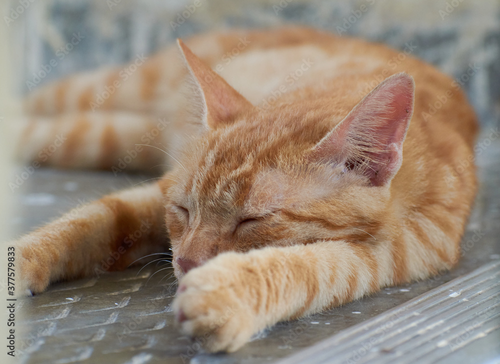 Domestic Indian striped kitten. Cute young cat isolated with their original background. Indoor pets, veterinary and advertising concept. Detailed outdoor close-up.