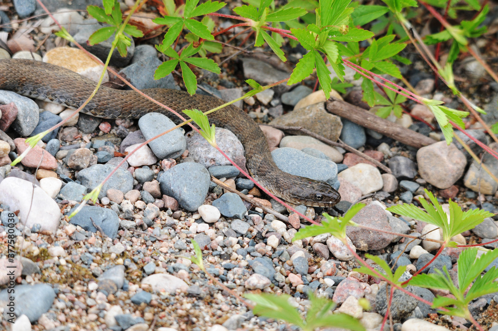 Snake Stock Photos. Snake close-up profile view with a background of coloured foliage, gravel in its environment and surrounding. Image. Picture. Portrait. Snake Stock Photos. Snake close-up profile view with a background of coloured foliage, gravel in its environment and surrounding. Image. Picture. Portrait.