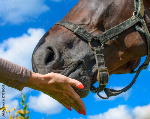 Women's hands close-up, feeding a young horse. Horse breeding on the farm, feeding the horse.