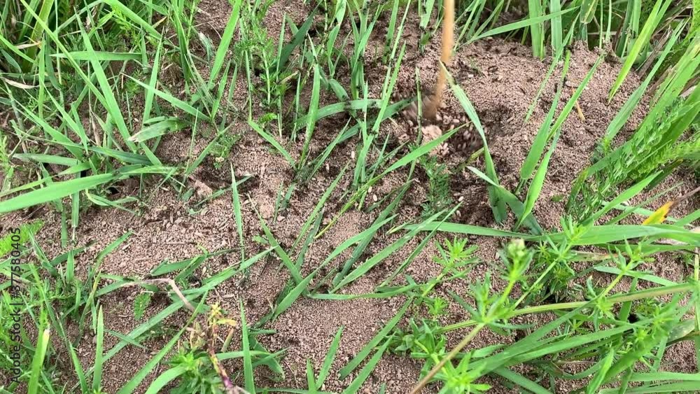 An ant colony close up, Formica rufa, also known as the red wood, southern wood or horse ant running quickly here and there in a rush among the grass leaves An ant colony close up, Formica rufa, also known as the red wood, southern wood or horse ant running quickly here and there in a rush among the grass leaves