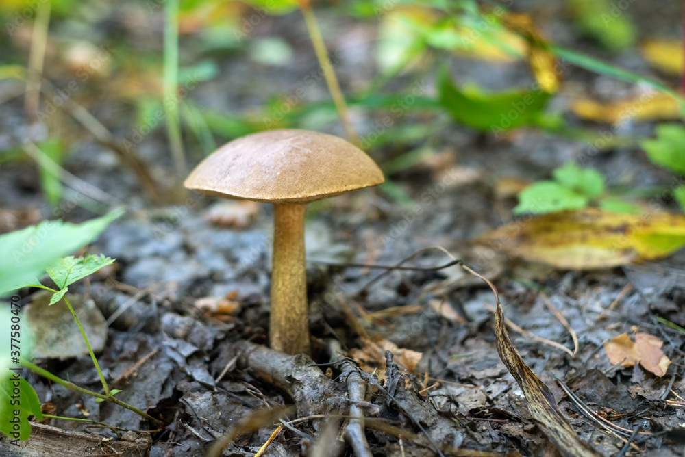 Mushroom Leccinum carpini in the autumn forest. Mushroom Leccinum carpini in the autumn forest.