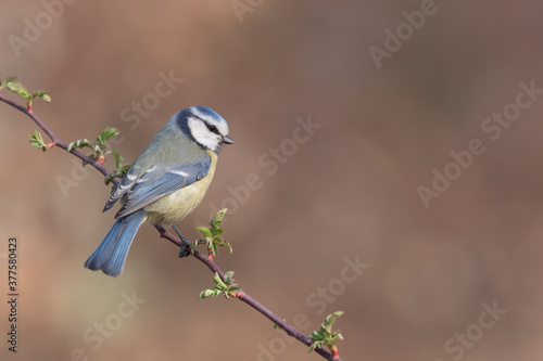 Blue tit