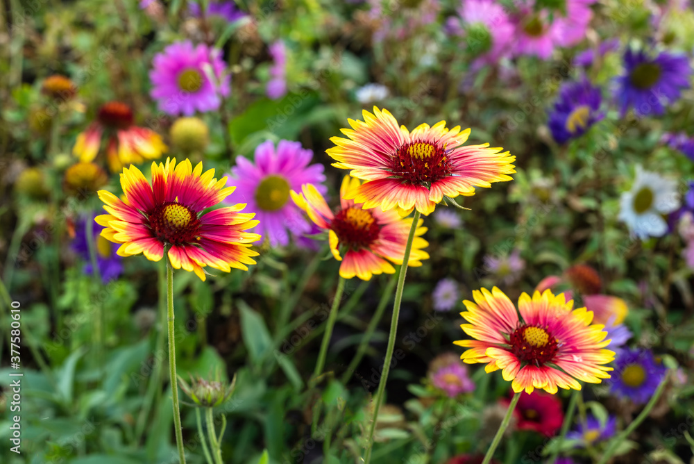 Bright gaillardia flowers in the summer garden. Bright gaillardia flowers in the summer garden.
