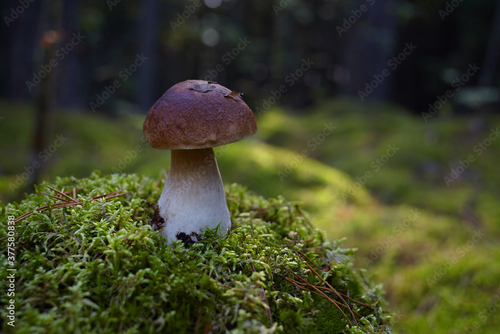 Beautiful Boletus edilus mushroom in forest. White Boletus mushroom in green moss. Beautiful Boletus edilus mushroom in forest. White Boletus mushroom in green moss.