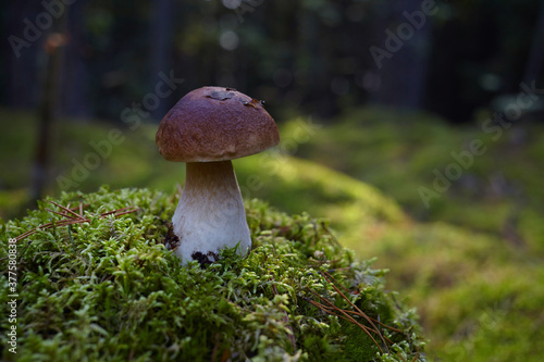 Beautiful Boletus edilus mushroom in forest. White Boletus mushroom in green moss.
