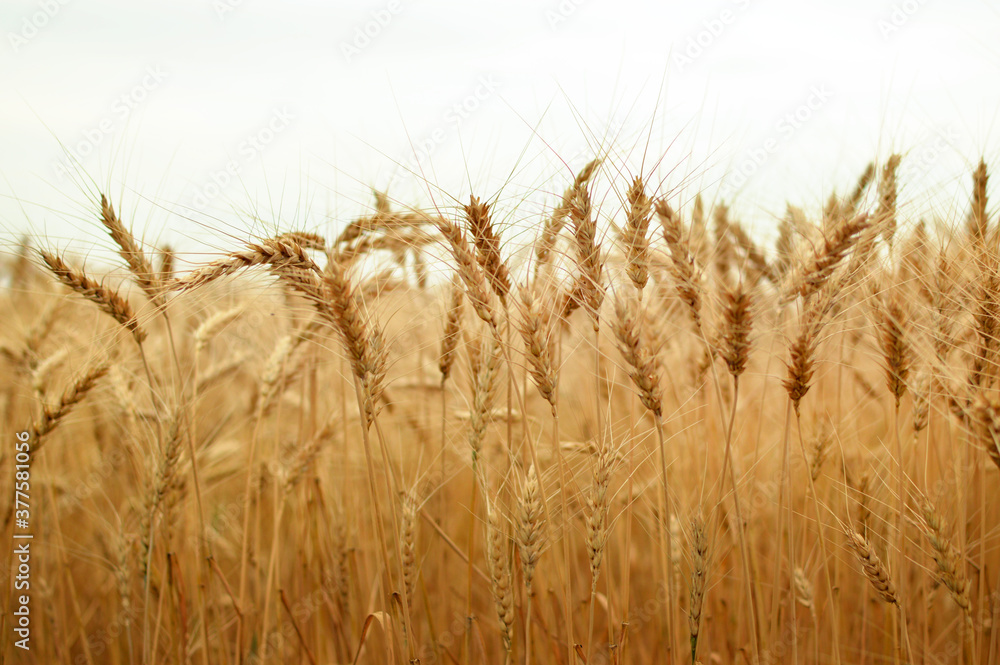 grain, wheat grain, wheat