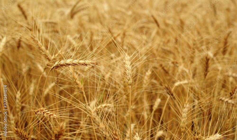 grain, wheat grain, wheat