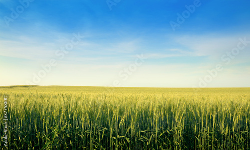 grain  wheat