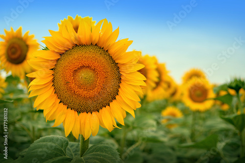 sunflower