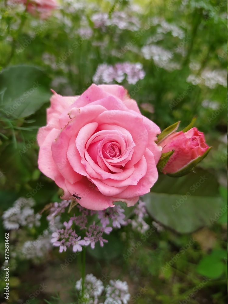 Beautiful and Natural Elegant Flowers you must look at Beautiful and Natural Elegant Flowers you must look at