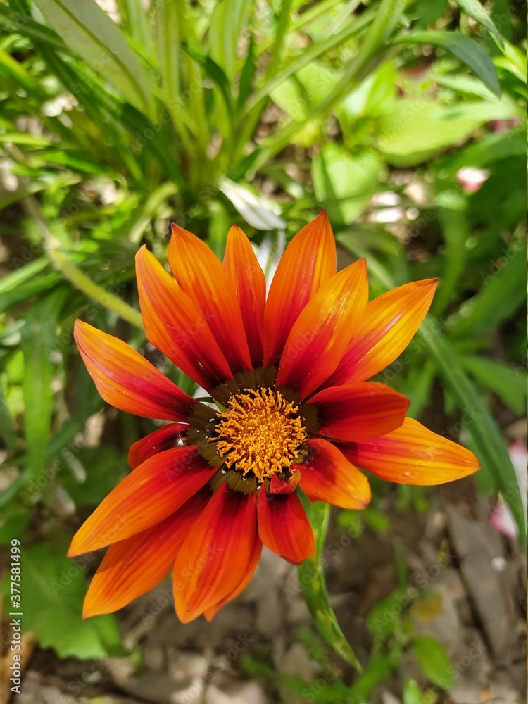 Beautiful and Natural Elegant Flowers you must look at Beautiful and Natural Elegant Flowers you must look at