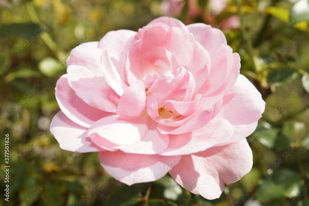 Obraz premium Pink flower